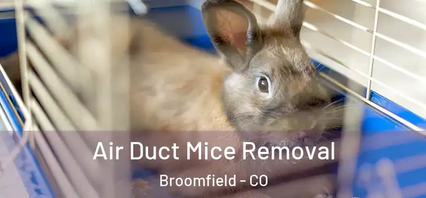  Air Duct Mice Removal Broomfield - CO